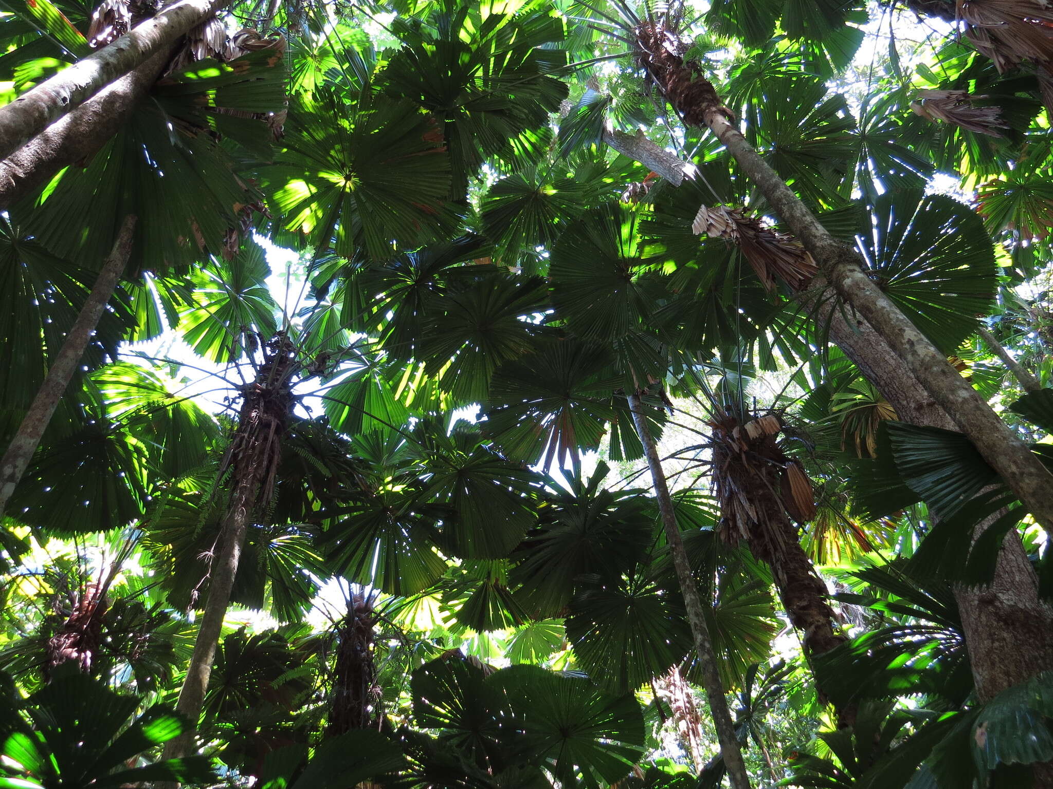 Image of Licuala fan palm