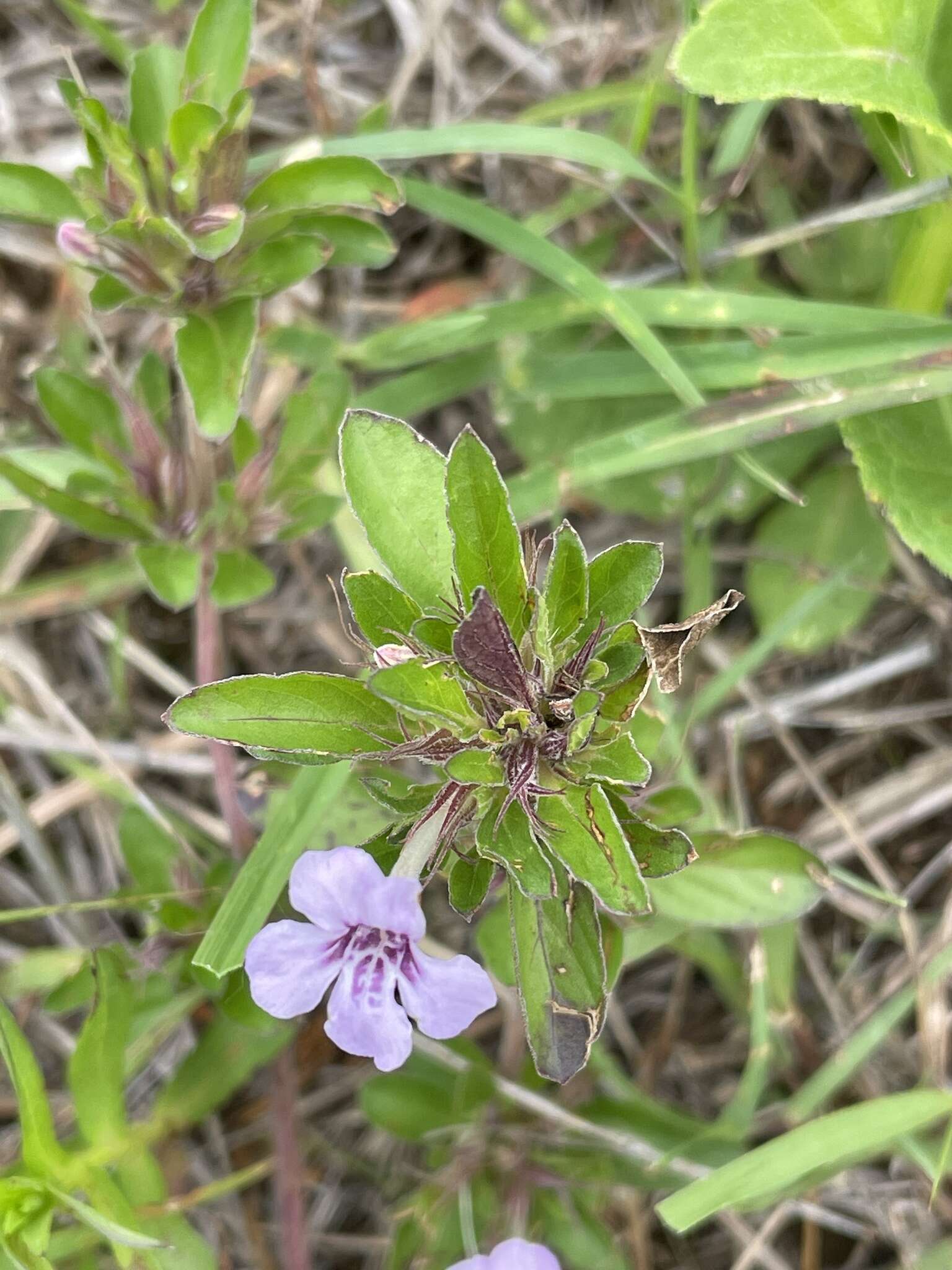 صورة Dyschoriste microphylla (Cav.) Kuntze