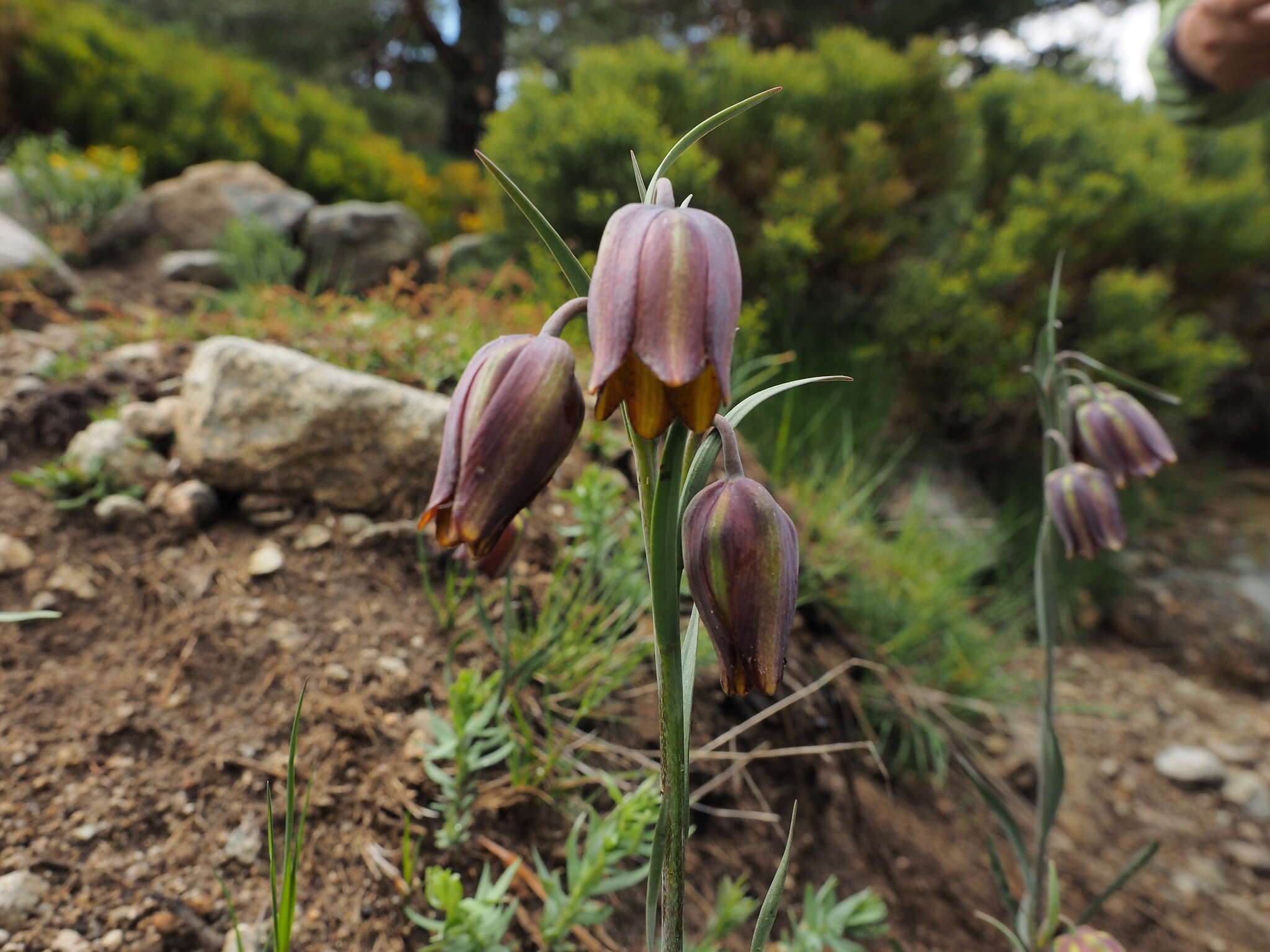 Image of Fritillaria lusitanica Wikstr.