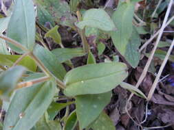 Imagem de Pulmonaria hirta