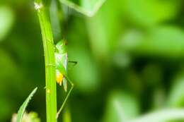 Слика од Conocephalus (Anisoptera) cinereus Thunberg 1815