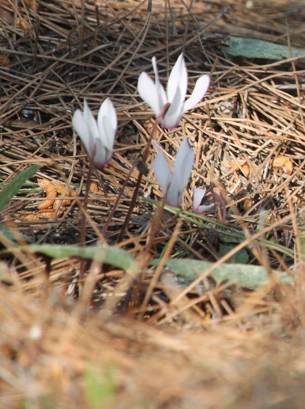 Image of Cyclamen rhodium subsp. rhodium