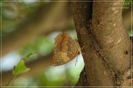 Imagem de Charaxes bernardus Fabricius 1793