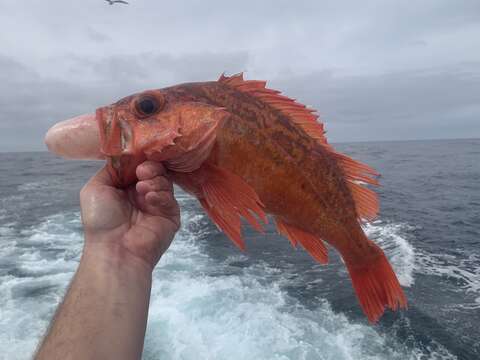 Image of Vermilion rockfish