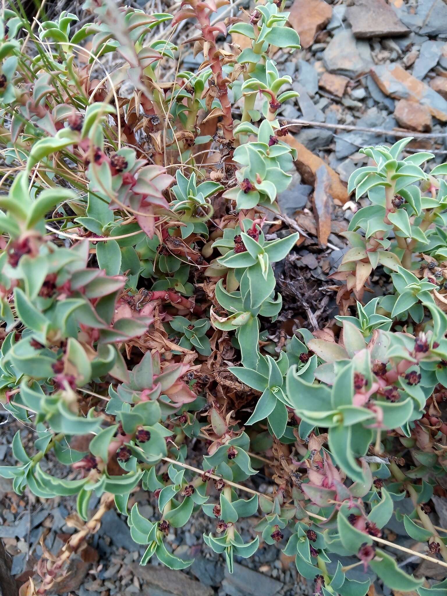Image of Euphorbia portulacoides L.