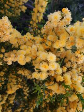 Image of Acacia truncata (Burm. fil.)