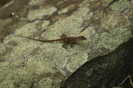 Image of Anguilla Bank Bush Anole