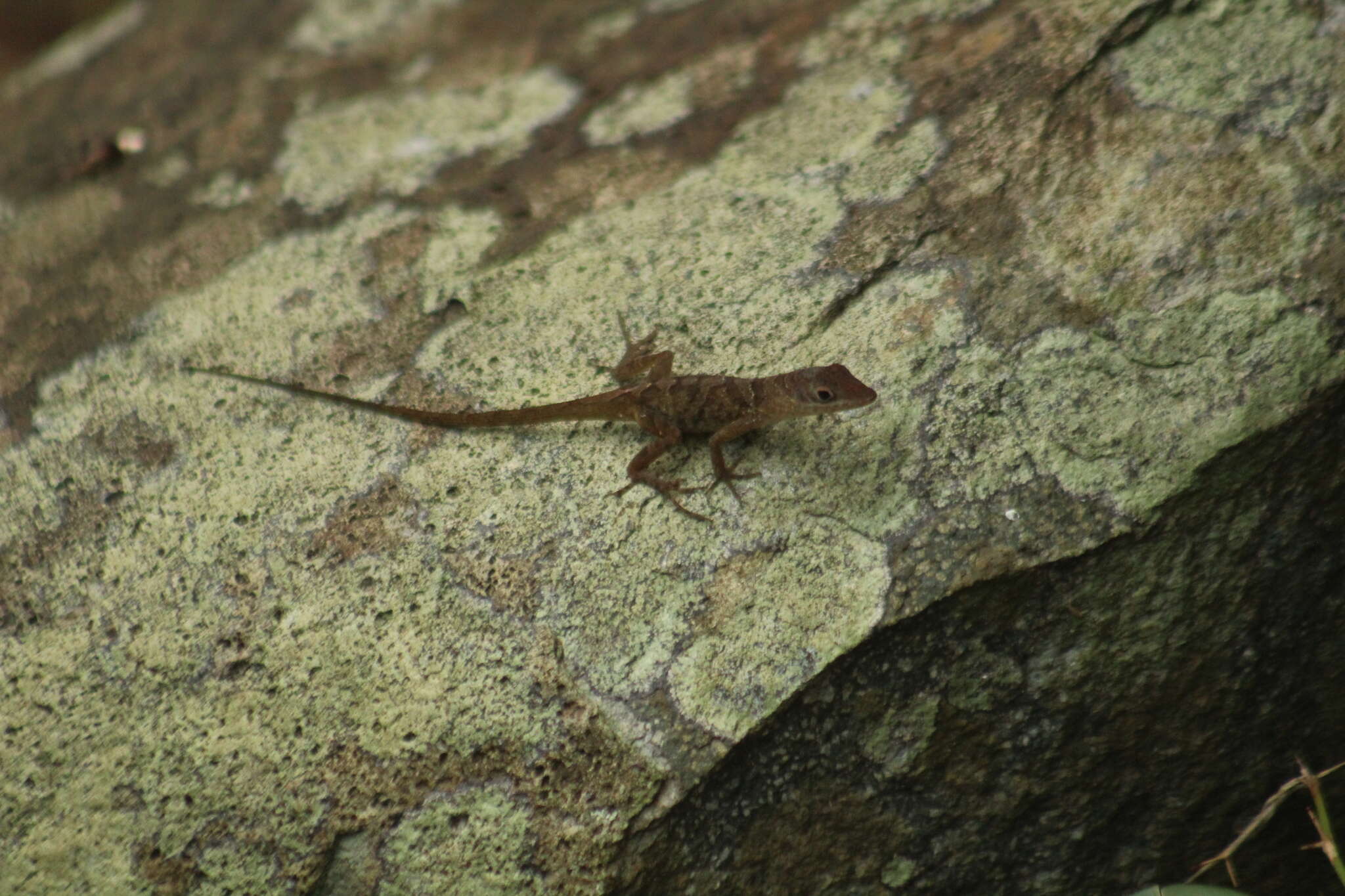 Image of Anguilla Bank Bush Anole