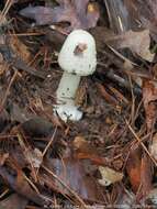 Image of Amanita aestivalis Singer 1959