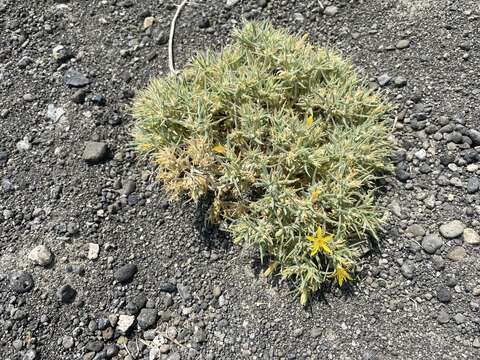 Image of Torrey's blazingstar