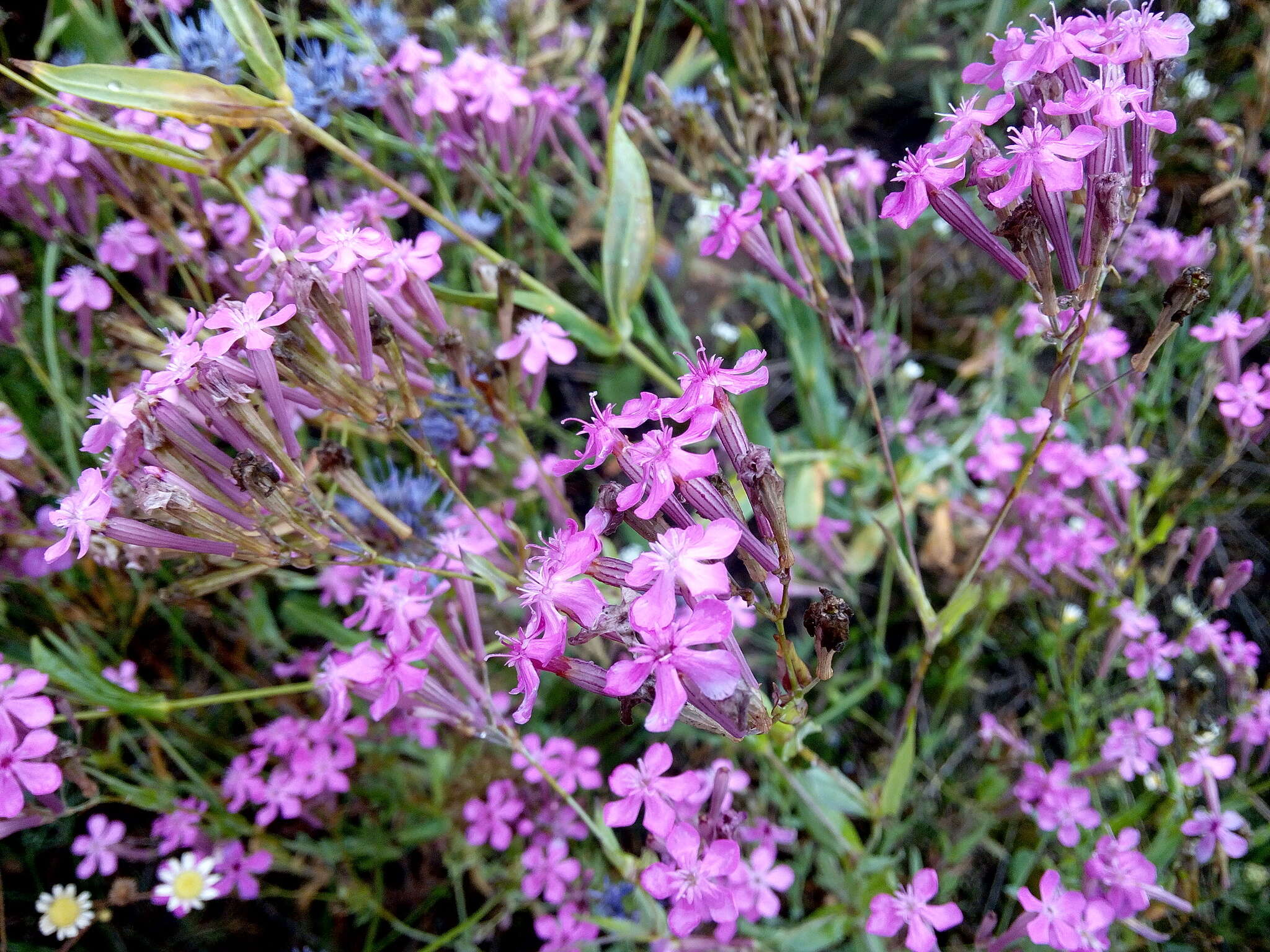 Atocion armeria var. lituanicum (Zapal.) Niketic & Stevan. resmi