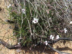 Image of Pelargonium tricolor (Jacq.) Curt.