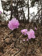 Image de Rhododendron mucronulatum Turcz.