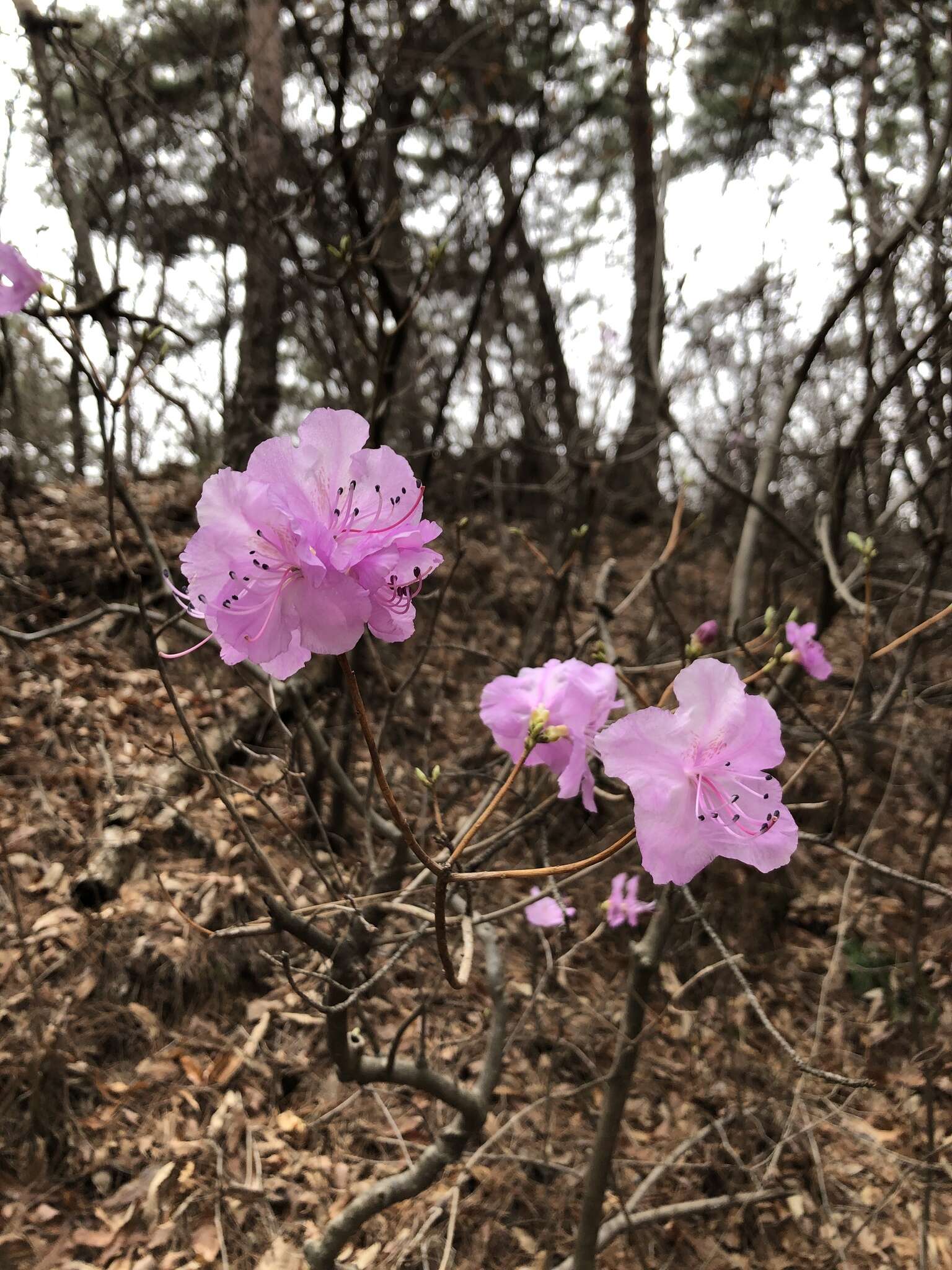 Image de Rhododendron mucronulatum Turcz.