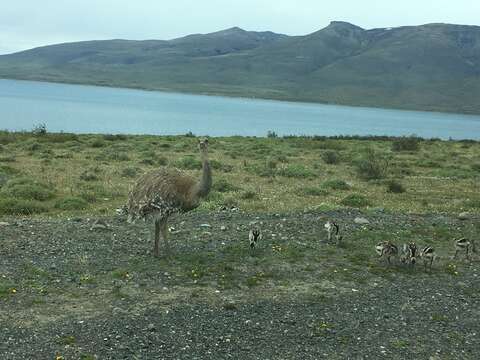 Image of Lesser Rhea