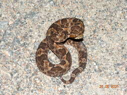 Image of Caatinga Lancehead