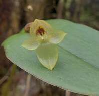 Image of Pleurothallis epiglottis Luer