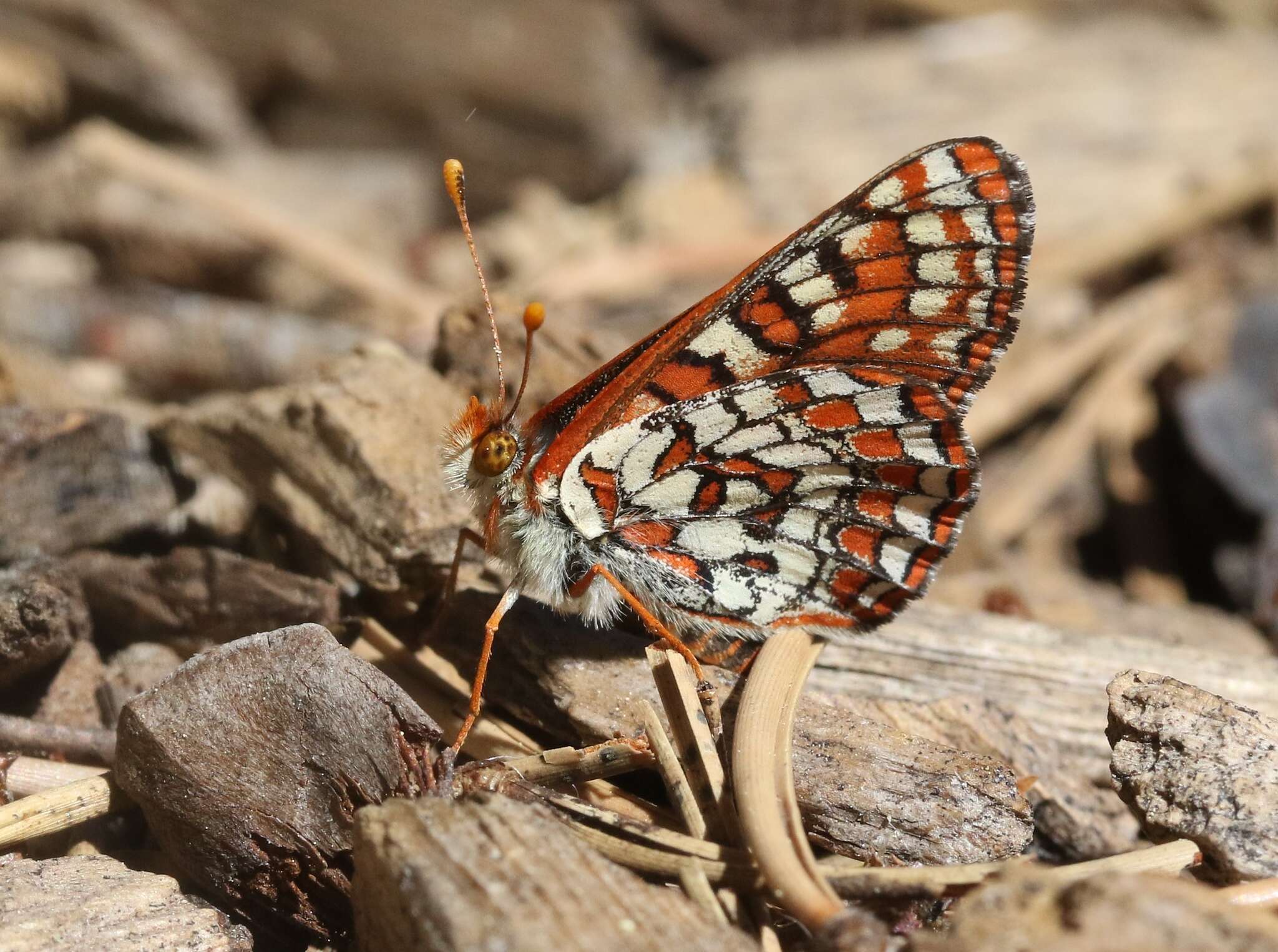 Image de Euphydryas editha (Boisduval 1852)