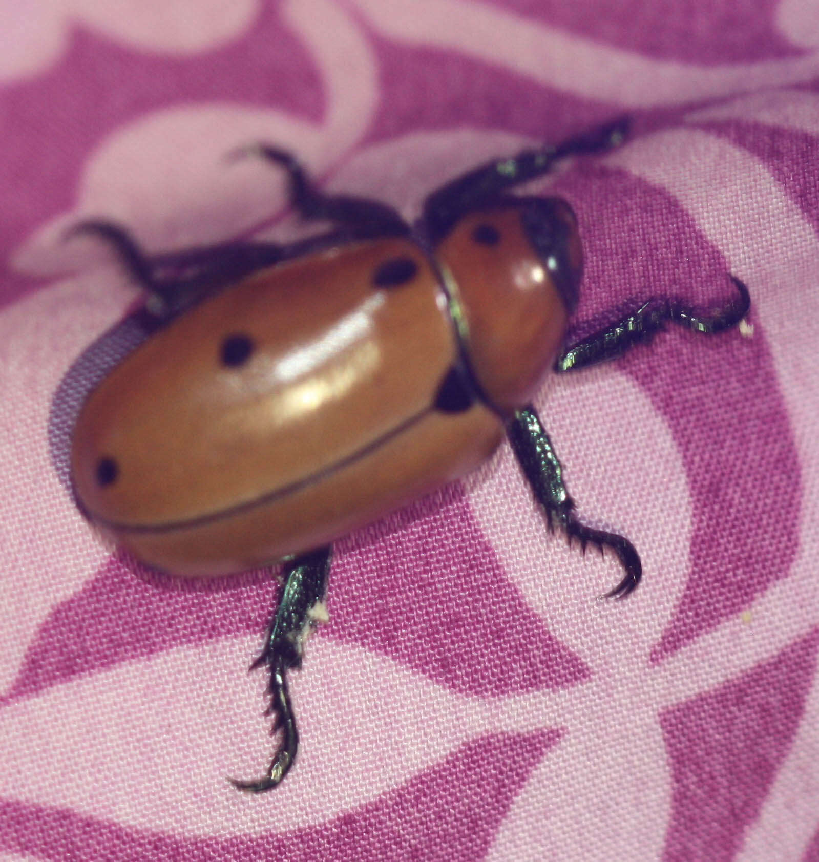 Image of Grapevine Beetle