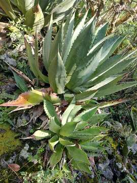 Image of Agave inaequidens subsp. inaequidens