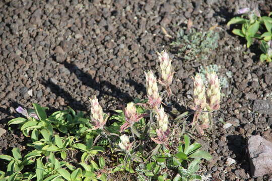 Image of Castilleja pallida subsp. pavlovii (Rebr.) A. & D. Löve