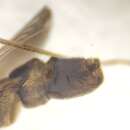 Image of <i>Nabis punctatus</i>