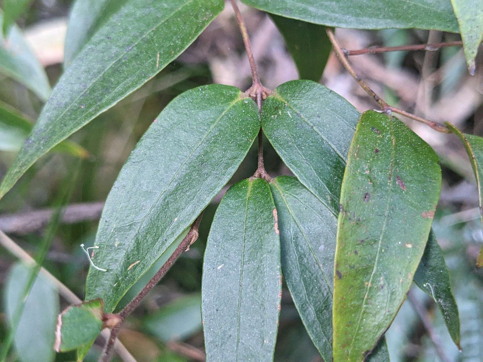 Image of Ripogonum fawcettianum F. Muell. ex Benth.