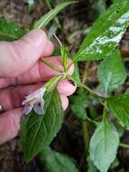 Image of sharpwing monkeyflower