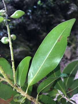 Image of Panopsis costaricensis Standl.