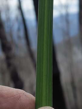 Image of Poa ensiformis Vickery