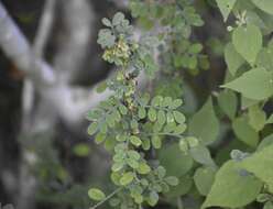 Слика од Dalea scandens var. paucifolia (J. M. Coult.) Barneby