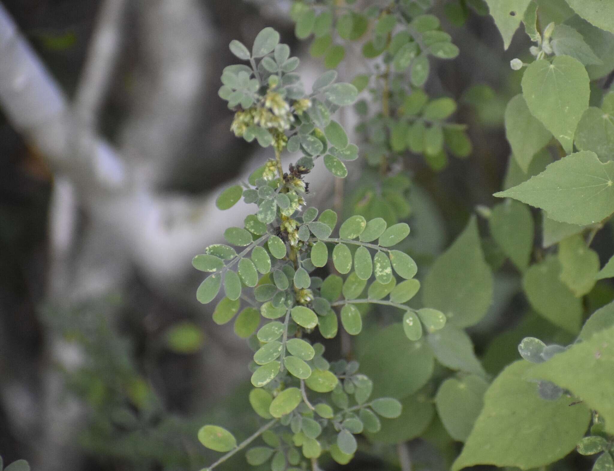 Слика од Dalea scandens var. paucifolia (J. M. Coult.) Barneby