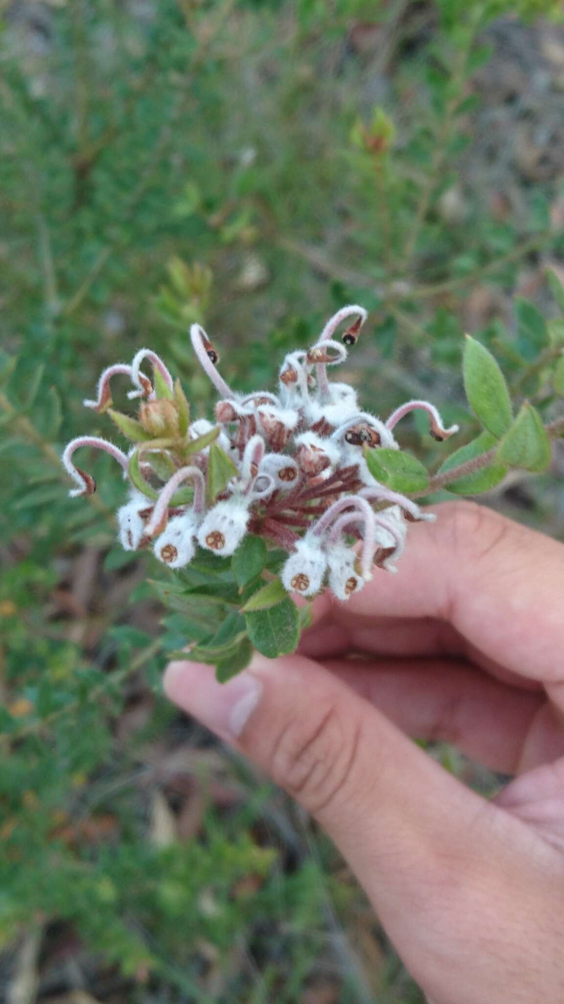 Image of Grevillea buxifolia subsp. buxifolia