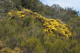 Genista tridentata subsp. lasiantha (Spach) Greuter的圖片