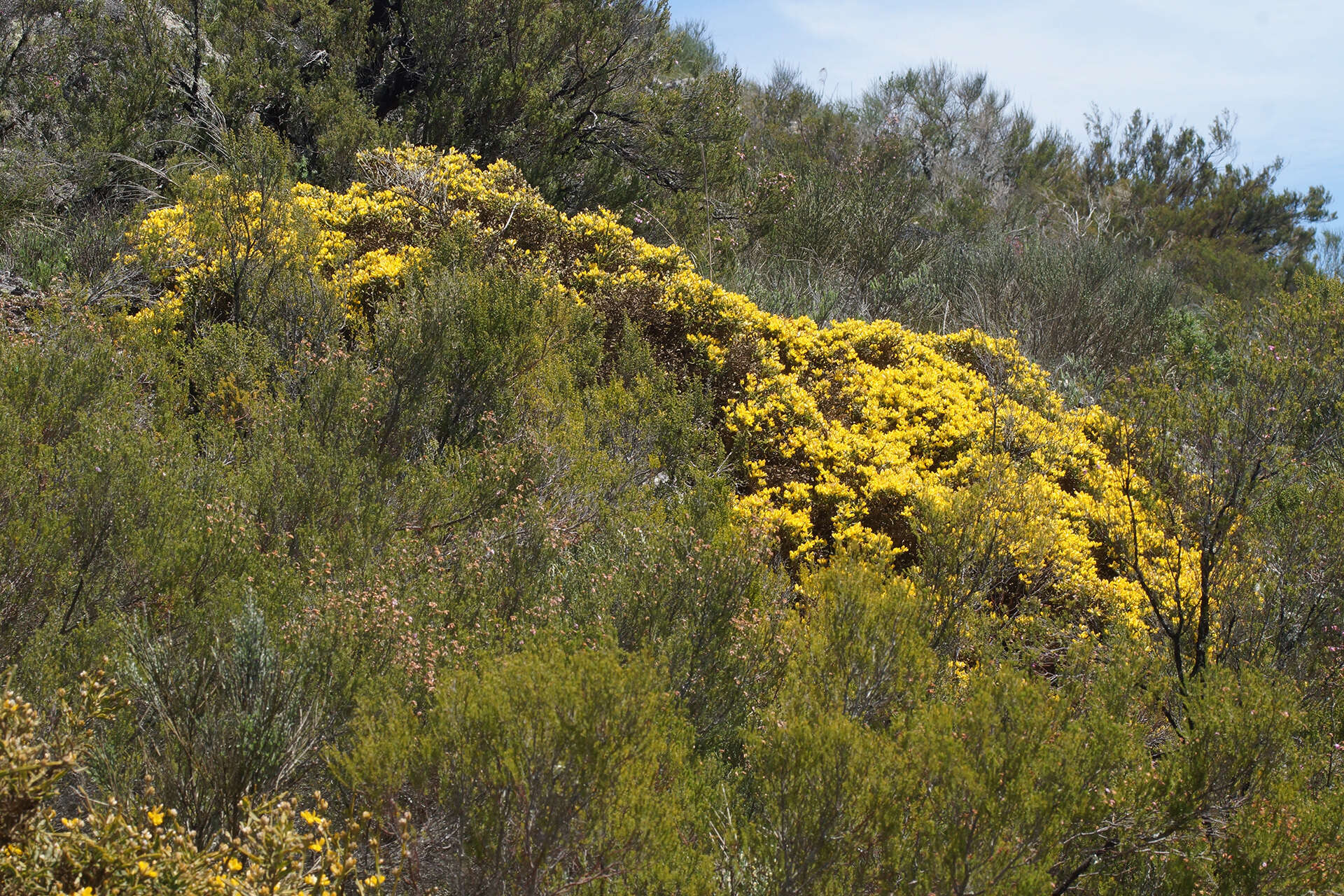 Genista tridentata subsp. lasiantha (Spach) Greuter的圖片