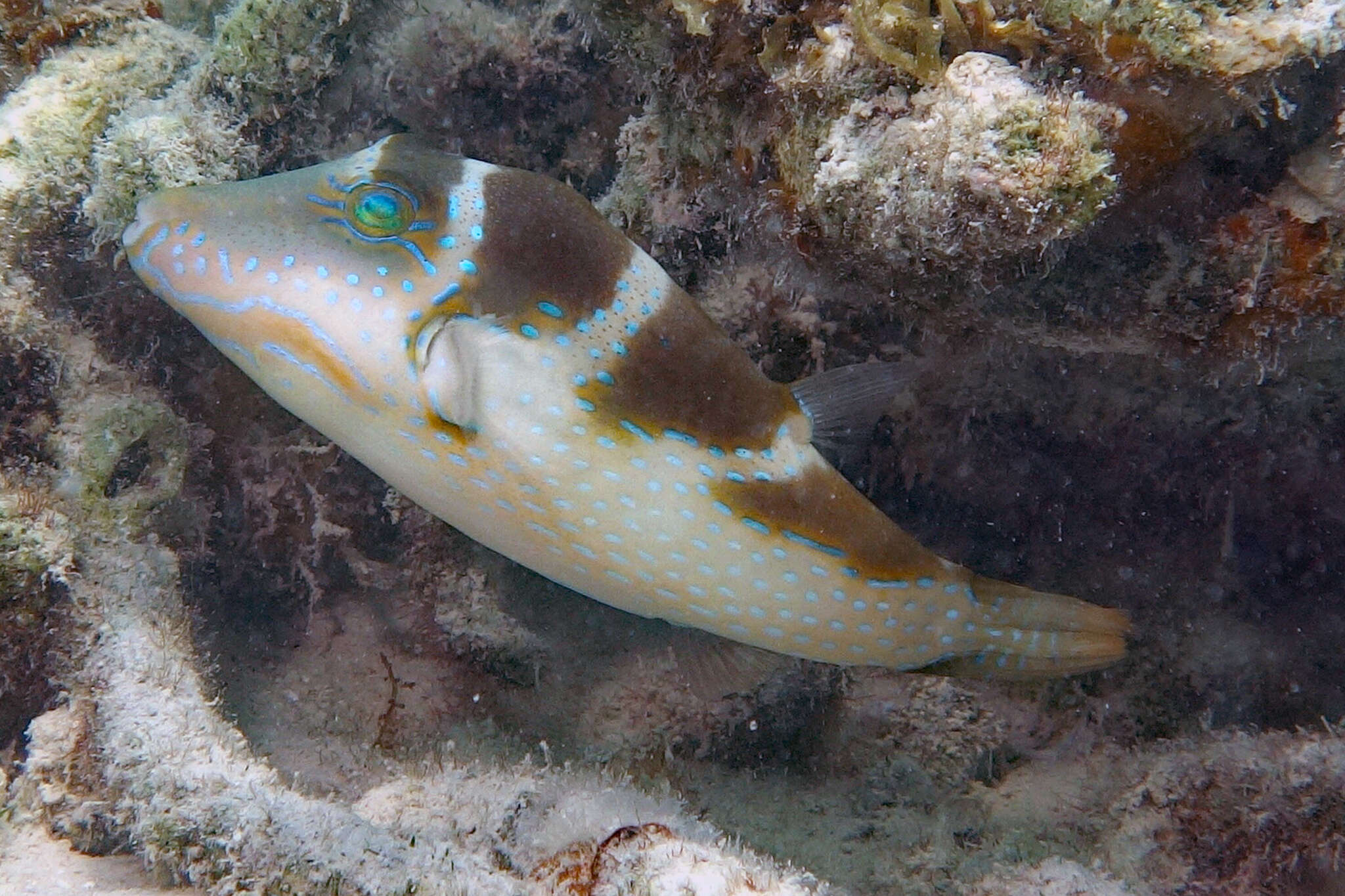 Image of Blue-spotted toby