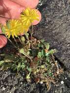 Image of Italian hawksbeard