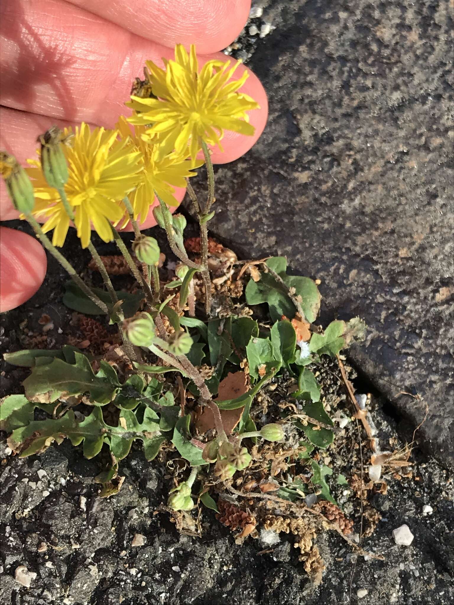 Image of Italian hawksbeard