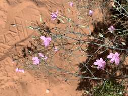 Sivun Stephanomeria exigua Nutt. kuva