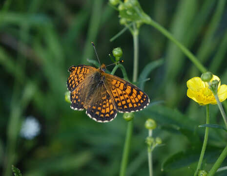 Plancia ëd Melitaea arcesia Bremer 1861