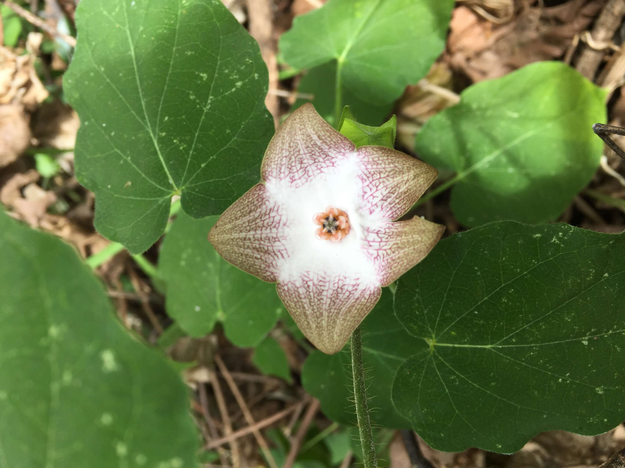 Sivun Polystemma guatemalense (Schltr.) W. D. Stevens kuva