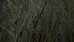 Image of Chirping Cisticola