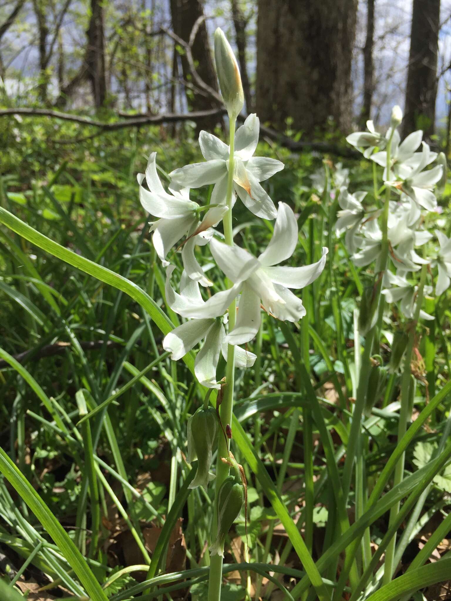 Image of drooping star of Bethlehem