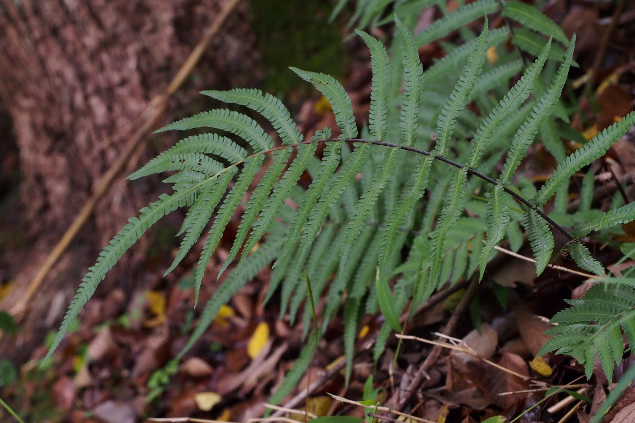 Image of Christella acuminata (Houtt.) Holtt.