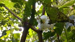 Image of Begonia multangula Blume