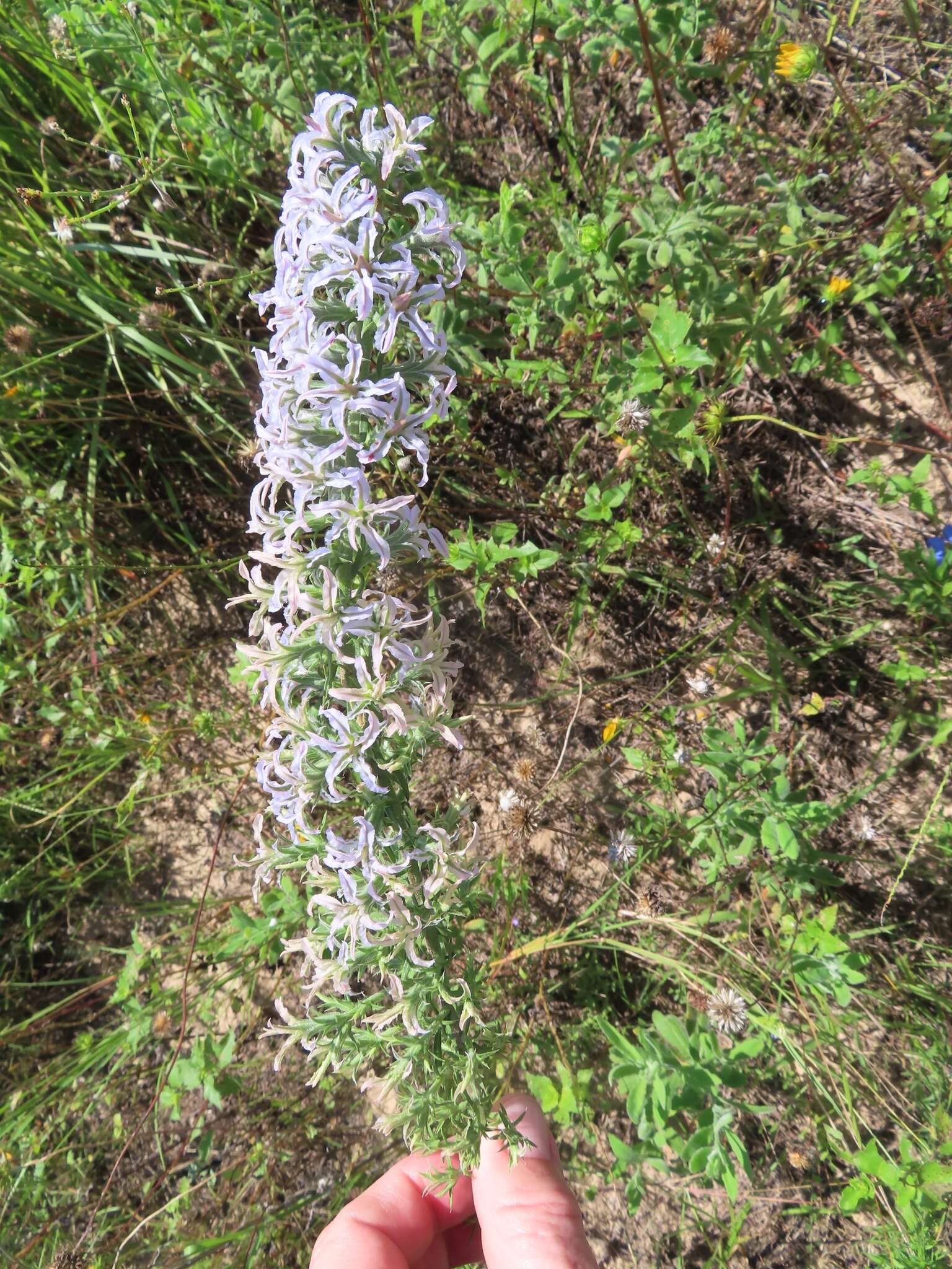 Image de Liatris carizzana (Gaiser) G. L. Nesom