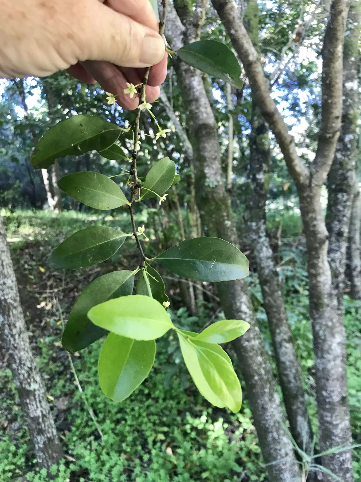 Plancia ëd Gymnosporia cassinoides (L'Hér.) Masf.