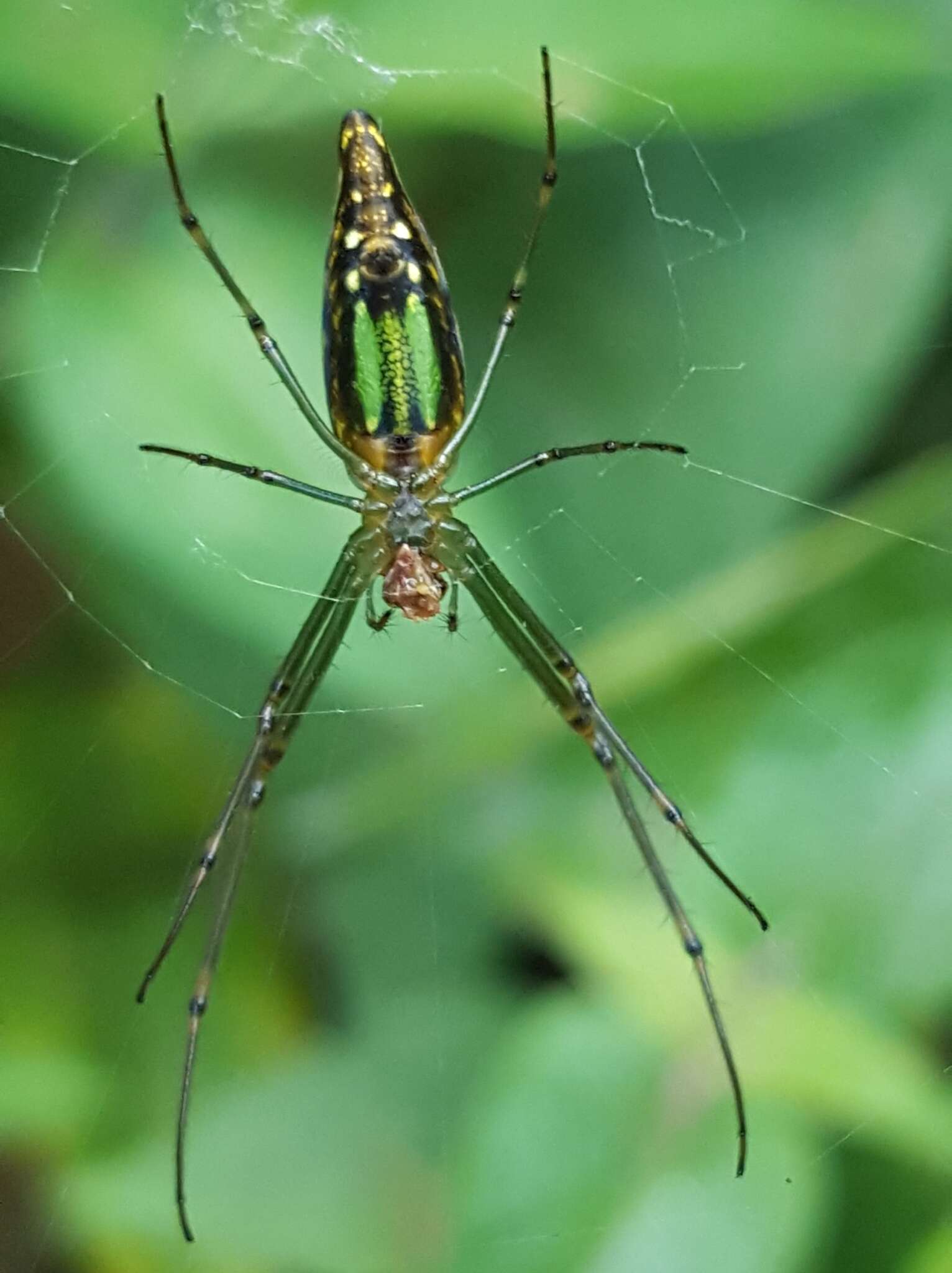 Leucauge undulata (Vinson 1863) resmi