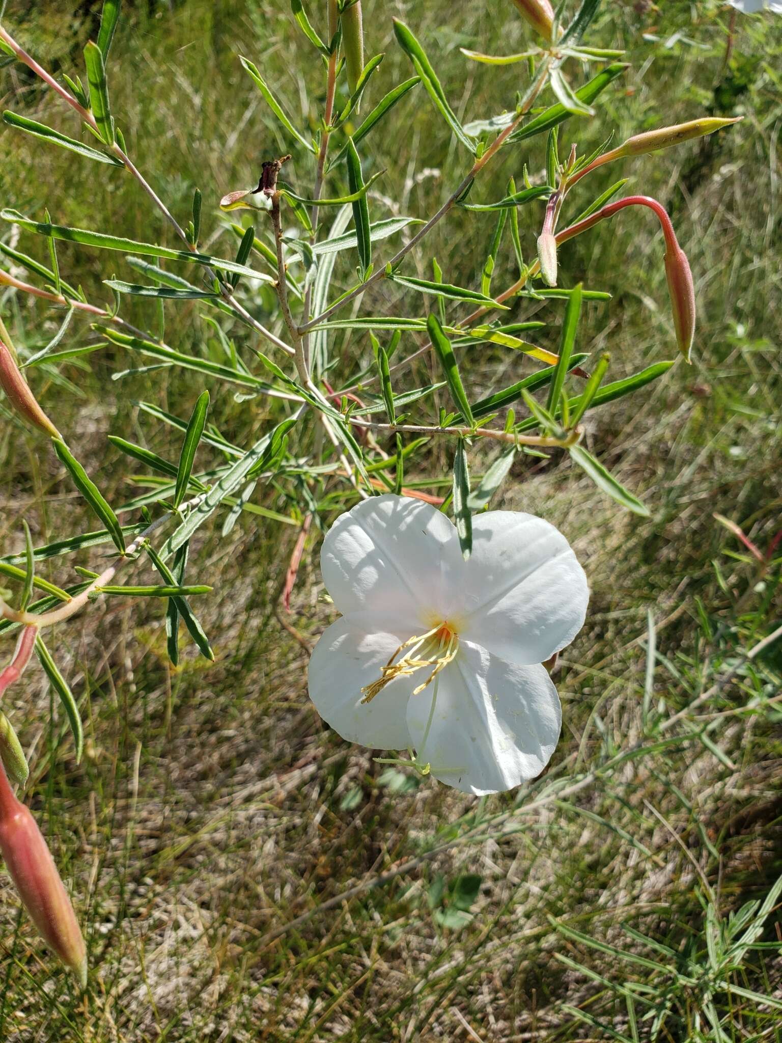 Plancia ëd Oenothera nuttallii Torr. & Gray