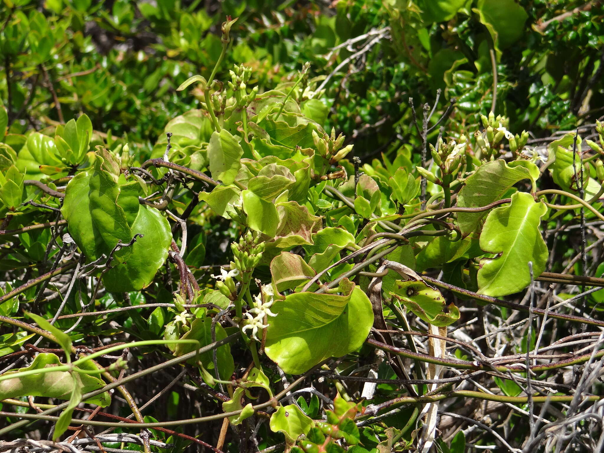 Image de Echites agglutinatus Jacq.